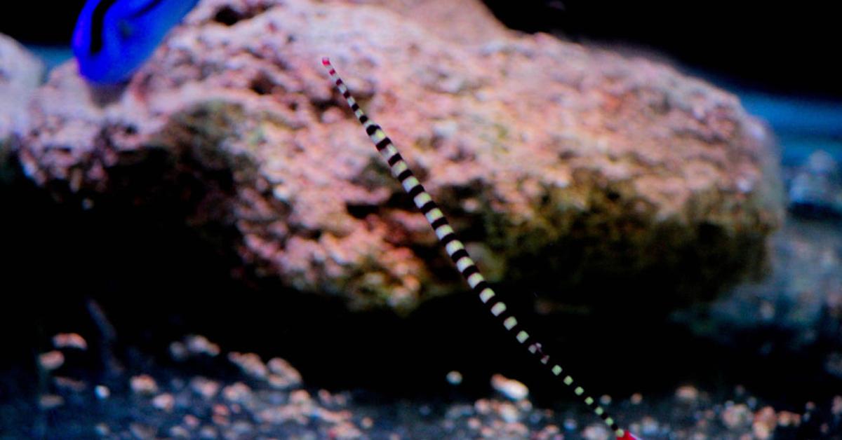 Distinctive Pipefish, in Indonesia known as Ikan Pipa, captured in this image.