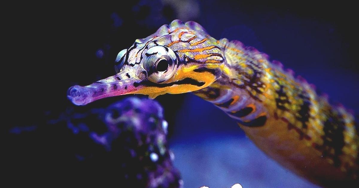 The Pipefish, a beautiful species also known as Ikan Pipa in Bahasa Indonesia.