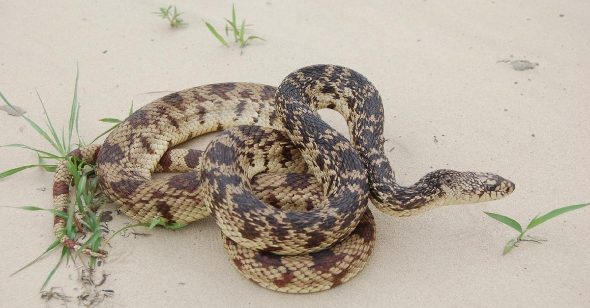 Close encounter with the Pine Snake, scientifically called Pituophis melanoleucus.