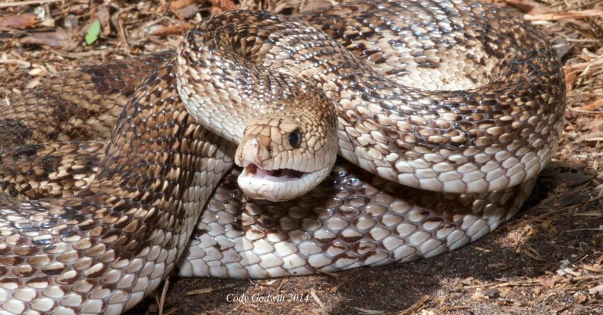 Engaging shot of the Pine Snake, recognized in Indonesia as Ular Pinus.