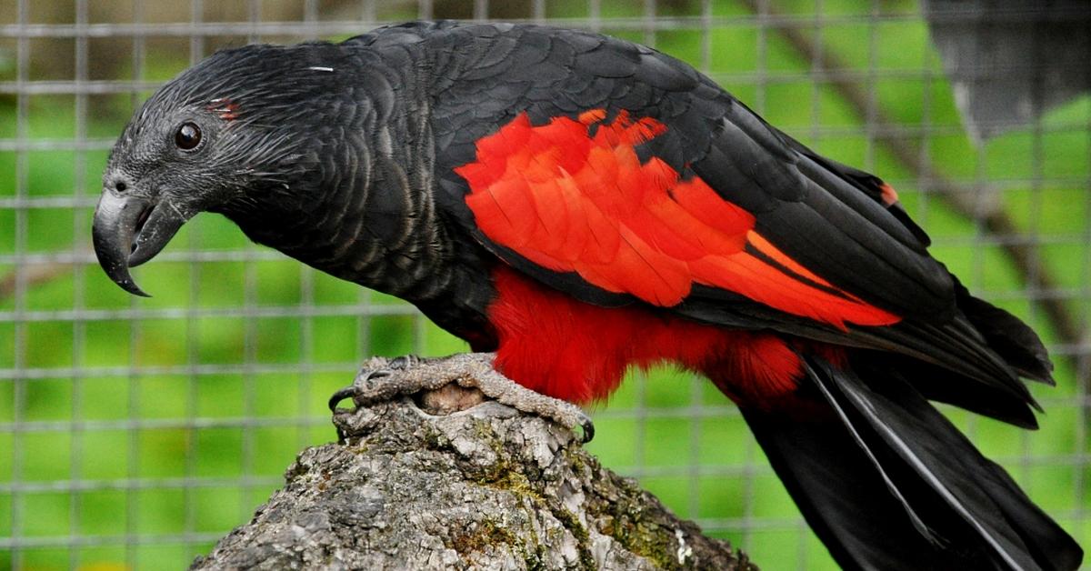 The elegant Pesquets Parrot (Psittrichas fulgidus), a marvel of nature.