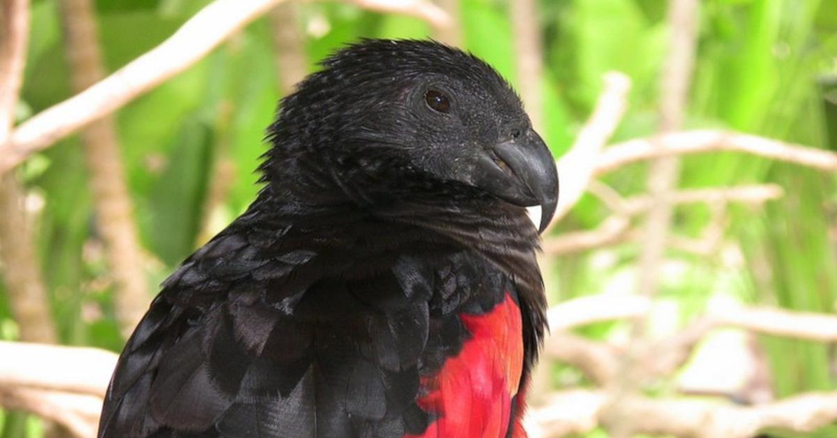 Captured elegance of the Pesquets Parrot, known in Indonesia as Burung Beo Pesquets.