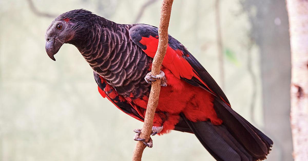 Captured moment of the Pesquets Parrot, in Indonesia known as Burung Beo Pesquets.