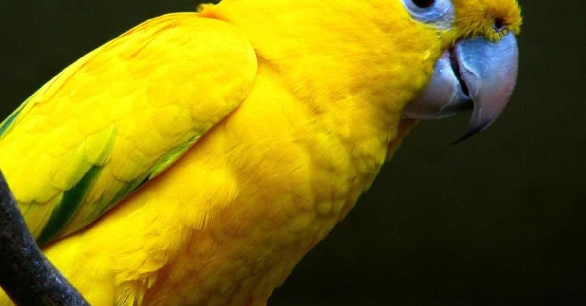 Vibrant snapshot of the Pesquets Parrot, commonly referred to as Burung Beo Pesquets in Indonesia.