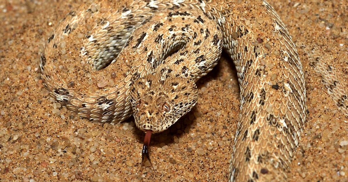 Natural elegance of the Peringueys Adder, scientifically termed Bitis peringueyi.