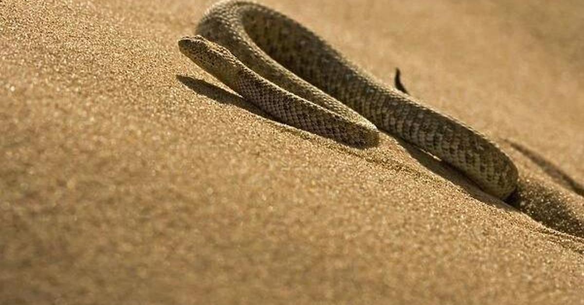 Insightful look at the Peringueys Adder, known to Indonesians as Ular Peringueys.