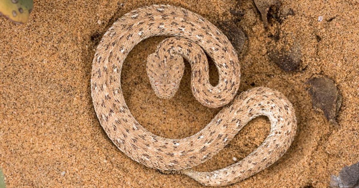 Glimpse of the Peringueys Adder, known in the scientific community as Bitis peringueyi.