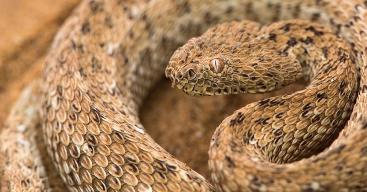 Dynamic image of the Peringueys Adder, popularly known in Indonesia as Ular Peringueys.