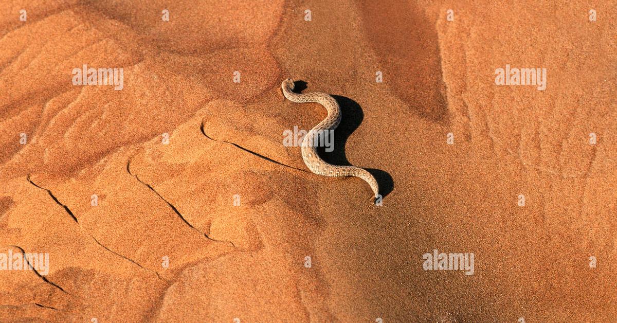 Vivid image of the Peringueys Adder, or Ular Peringueys in Indonesian context.