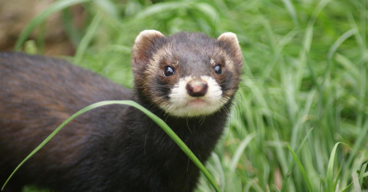 A beautiful representation of the Polecat, scientifically Mustela putorius.