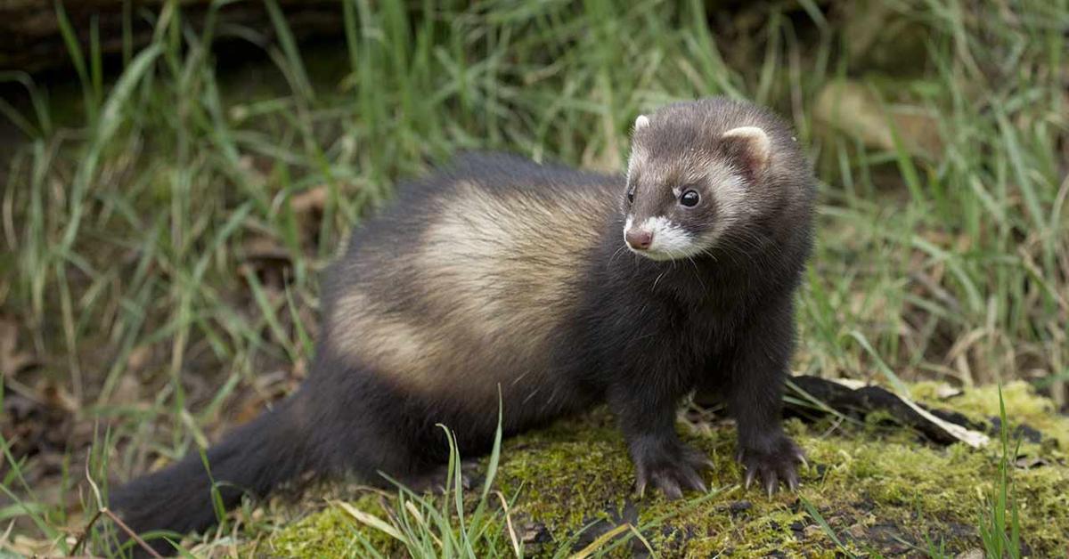 Captured beauty of the Polecat, or Mustela putorius in the scientific world.