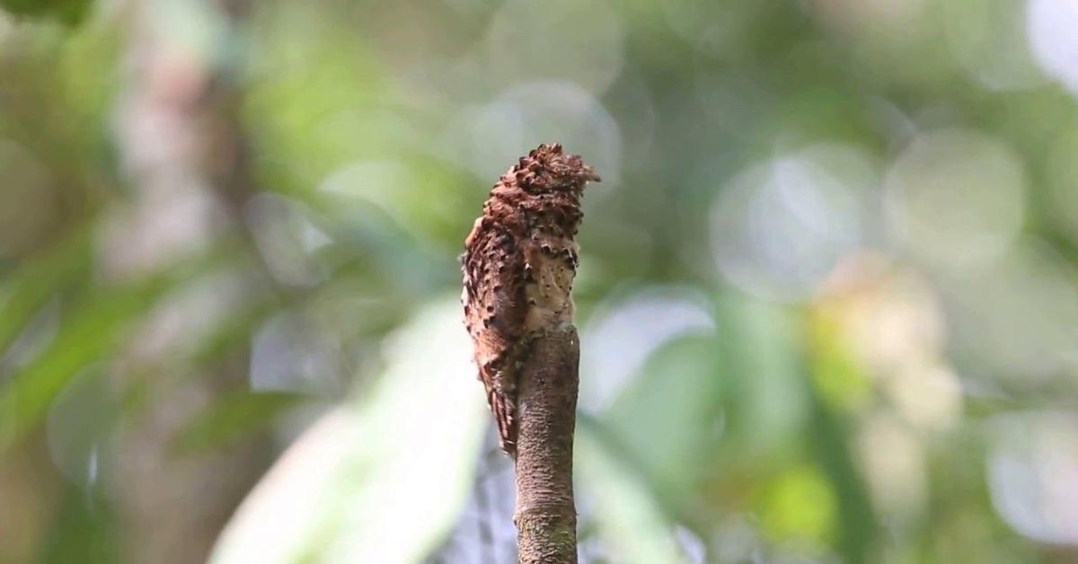 The Potoo, a beautiful species also known as Potoo in Bahasa Indonesia.