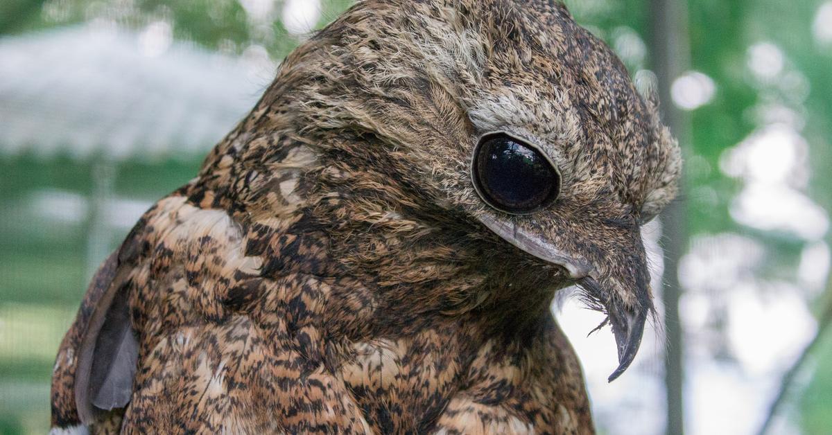 Photogenic Potoo, scientifically referred to as Nyctibius bracteatus.