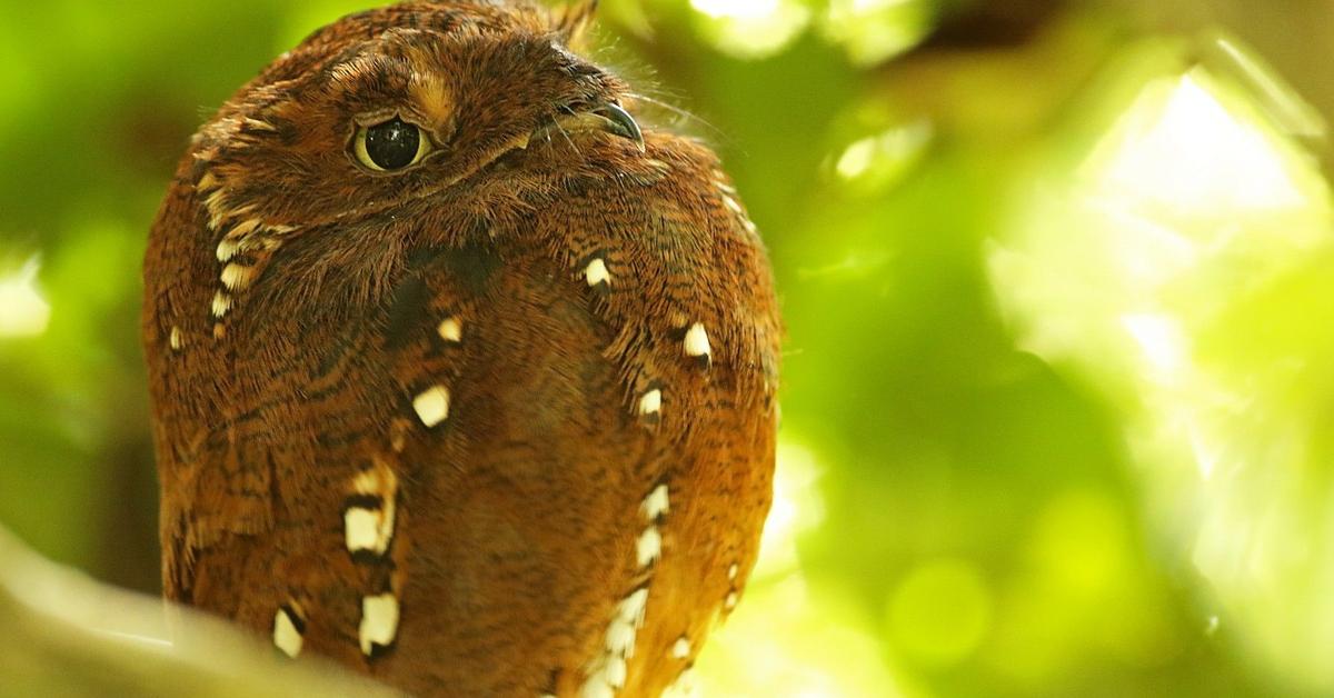 Stunning depiction of Potoo, also referred to as Nyctibius bracteatus.