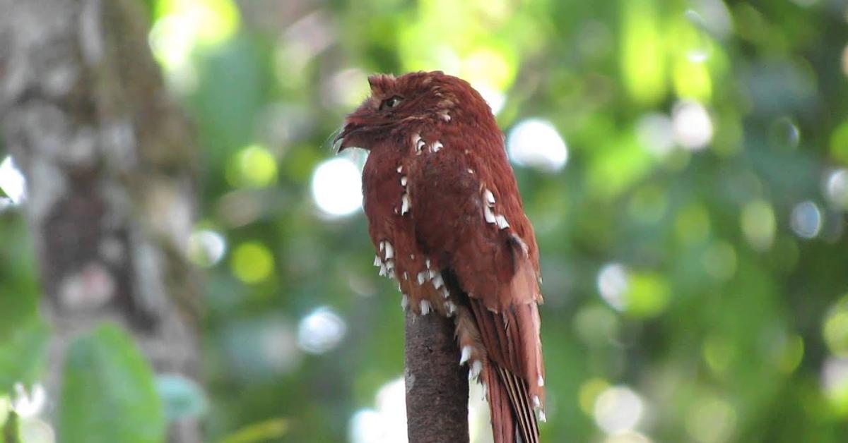 Natural elegance of the Potoo, scientifically termed Nyctibius bracteatus.