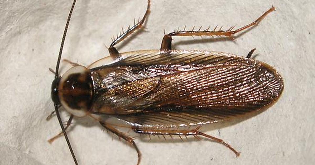 The Pennsylvania Wood Cockroach, an example of Parcoblatta pennsylvanica, in its natural environment.