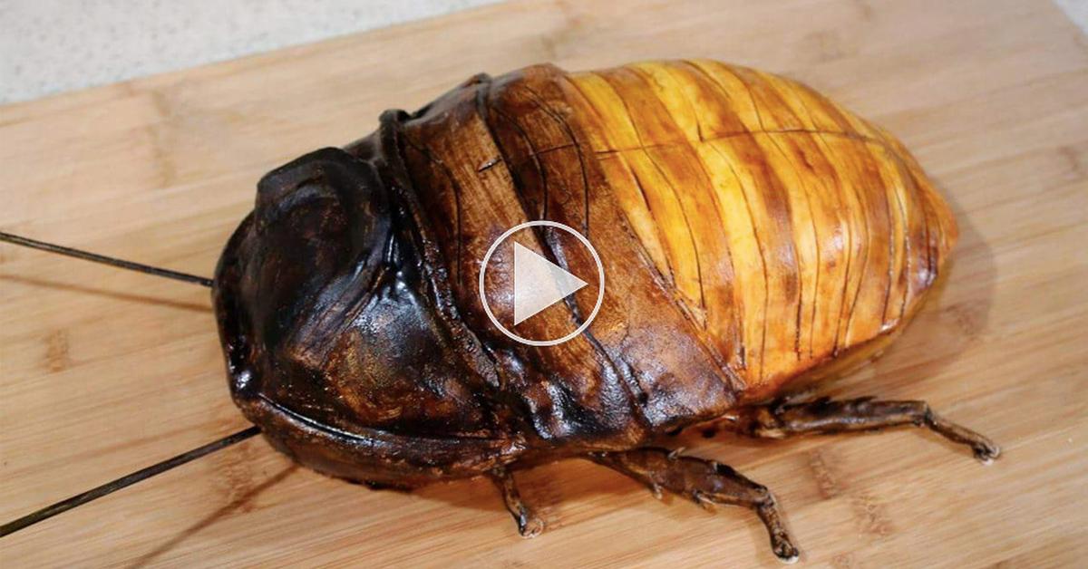 The alluring Pennsylvania Wood Cockroach, commonly referred to as Kakerlak Kayu Pennsylvania in Bahasa Indonesia.