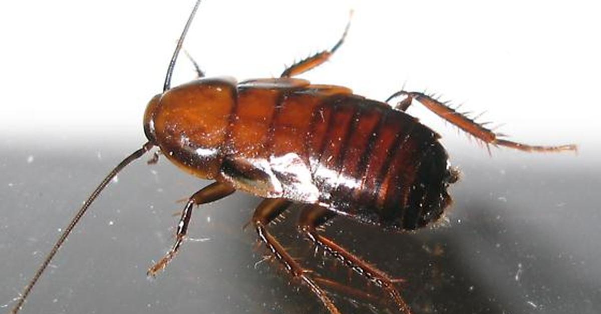 Image of the Pennsylvania Wood Cockroach (Parcoblatta pennsylvanica), popular in Indonesia as Kakerlak Kayu Pennsylvania.