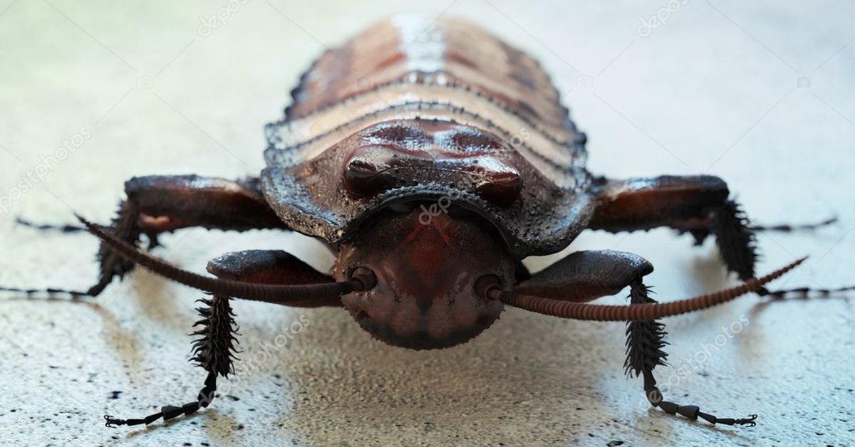 The fascinating Pennsylvania Wood Cockroach, scientifically known as Parcoblatta pennsylvanica.