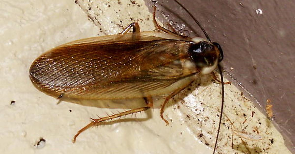 Elegant Pennsylvania Wood Cockroach in its natural habitat, called Kakerlak Kayu Pennsylvania in Indonesia.