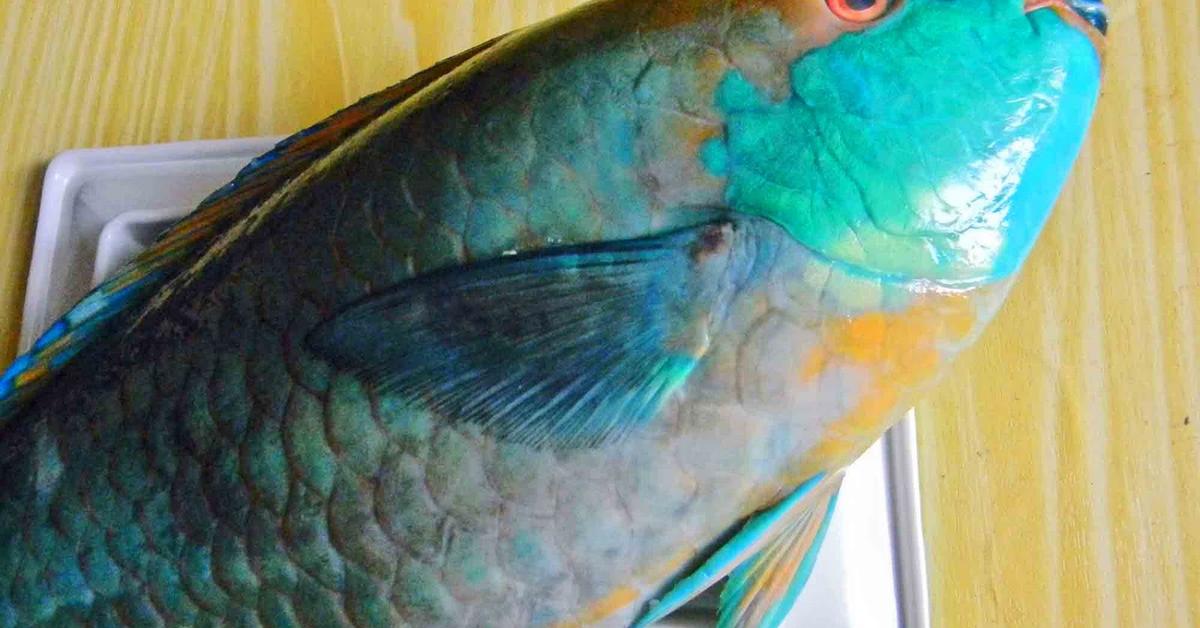 The Parrotfish in its natural beauty, locally called Ikan Parrot.