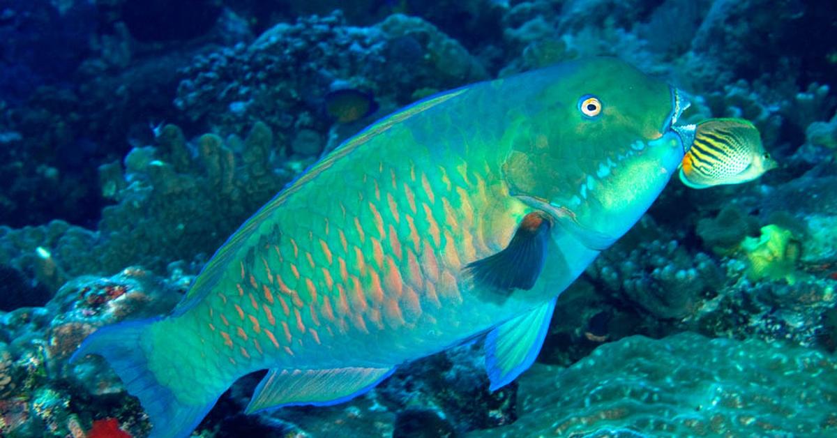 Photographic depiction of the unique Parrotfish, locally called Ikan Parrot.