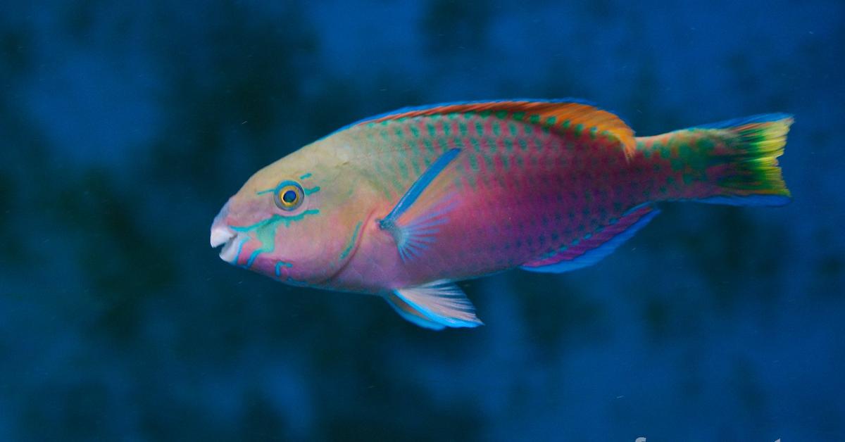 Elegant portrayal of the Parrotfish, also known as scaridae.