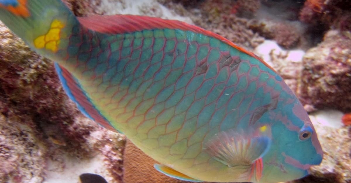 Exquisite image of Parrotfish, in Indonesia known as Ikan Parrot.