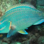 Image showcasing the Parrotfish, known in Indonesia as Ikan Parrot.