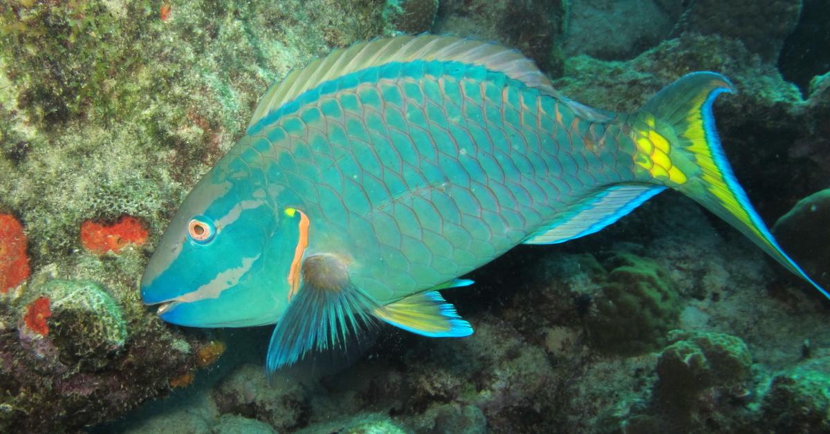 Image showcasing the Parrotfish, known in Indonesia as Ikan Parrot.