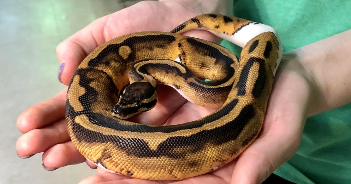 Visual of Pied Ball Python, or Piton Bola Berwarna in Indonesian, showcasing its beauty.