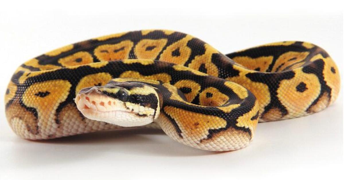 Detailed shot of the Pied Ball Python, or Python regius, in its natural setting.