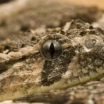 A look at the Puff Adder, also recognized as Ular Puff Adder in Indonesian culture.