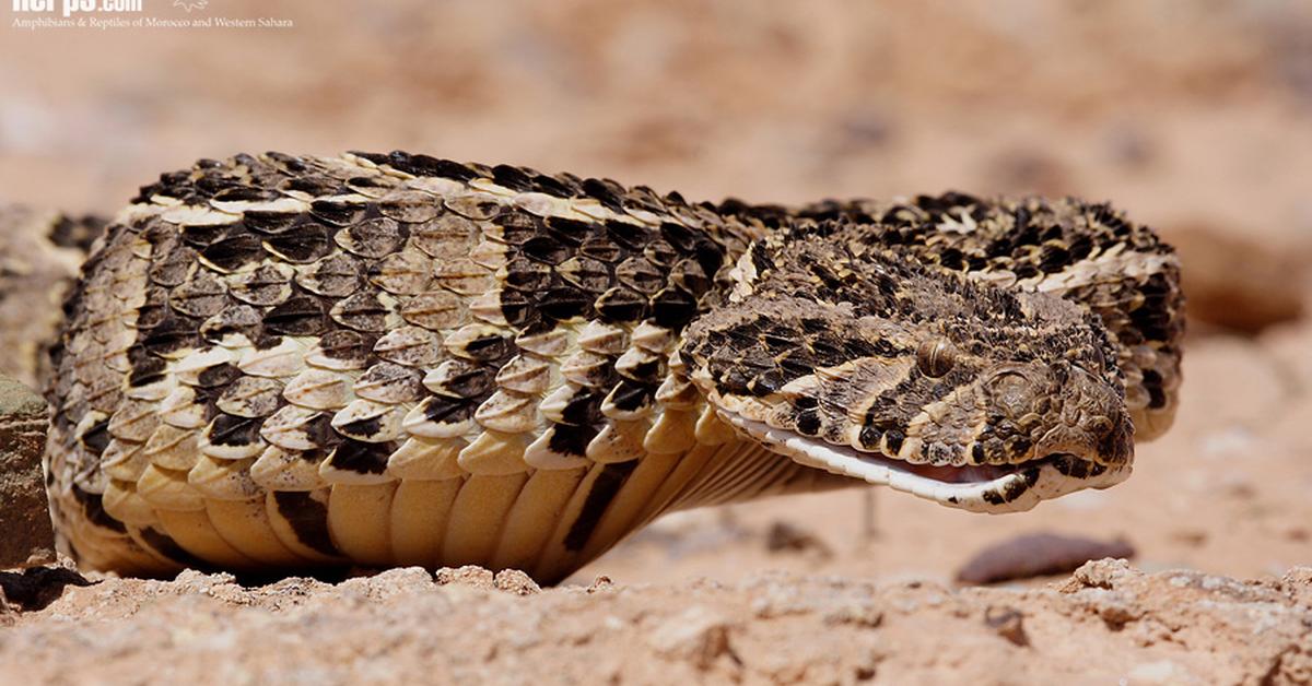 A look at the Puff Adder, also recognized as Ular Puff Adder in Indonesian culture.