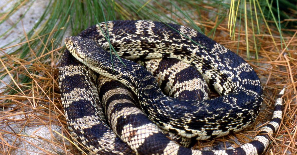 Distinctive Pine Snake, in Indonesia known as Ular Pinus, captured in this image.