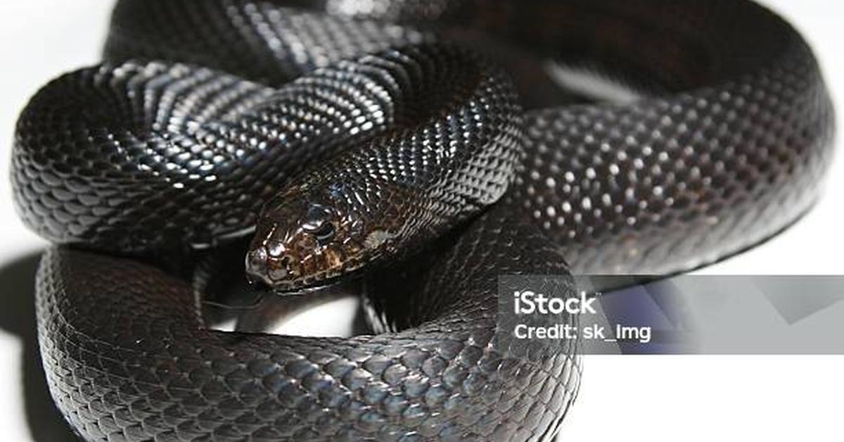 Dynamic image of the Pine Snake, popularly known in Indonesia as Ular Pinus.