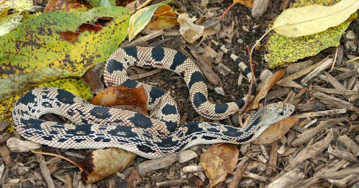 Stunning image of the Pine Snake (Pituophis melanoleucus), a wonder in the animal kingdom.