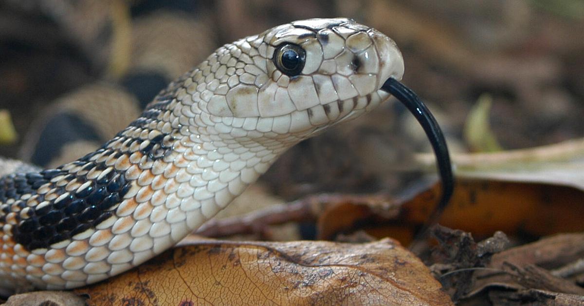 Captivating presence of the Pine Snake, a species called Pituophis melanoleucus.