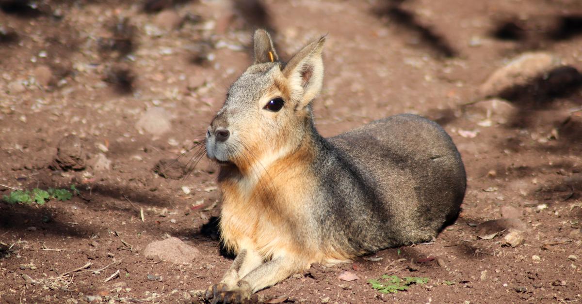 Dynamic image of the Patagonian Cavy, popularly known in Indonesia as Kuyang Patagonia.