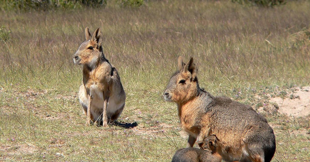 Image showcasing the Patagonian Cavy, known in Indonesia as Kuyang Patagonia.