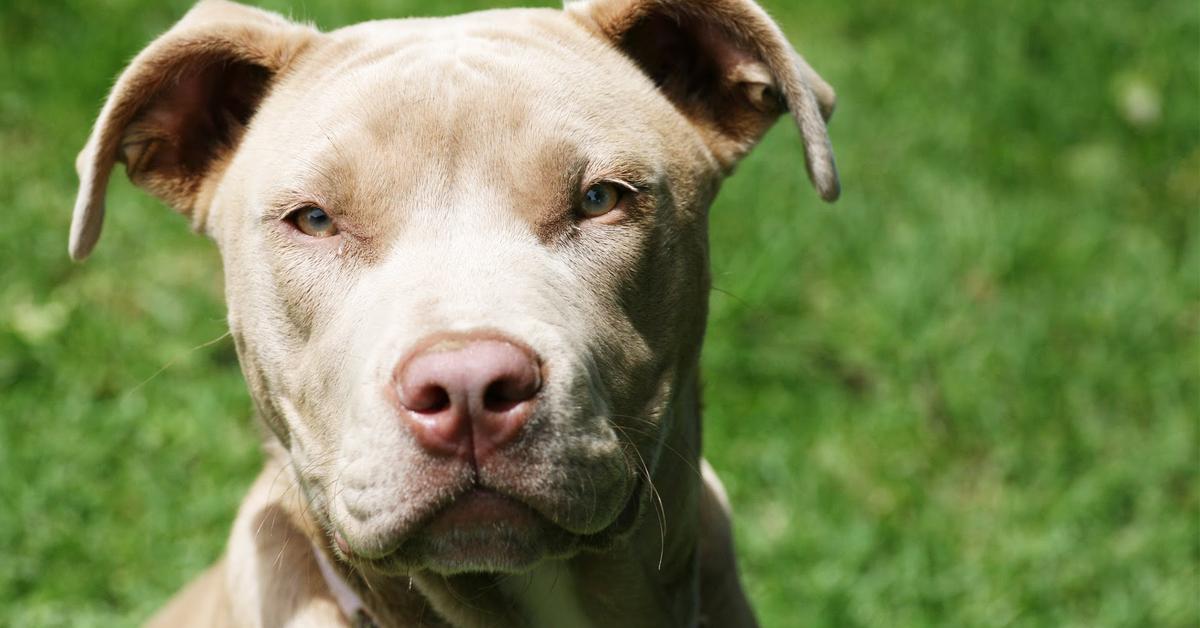 Striking appearance of the Pit Bull, known in scientific circles as Canis lupus.