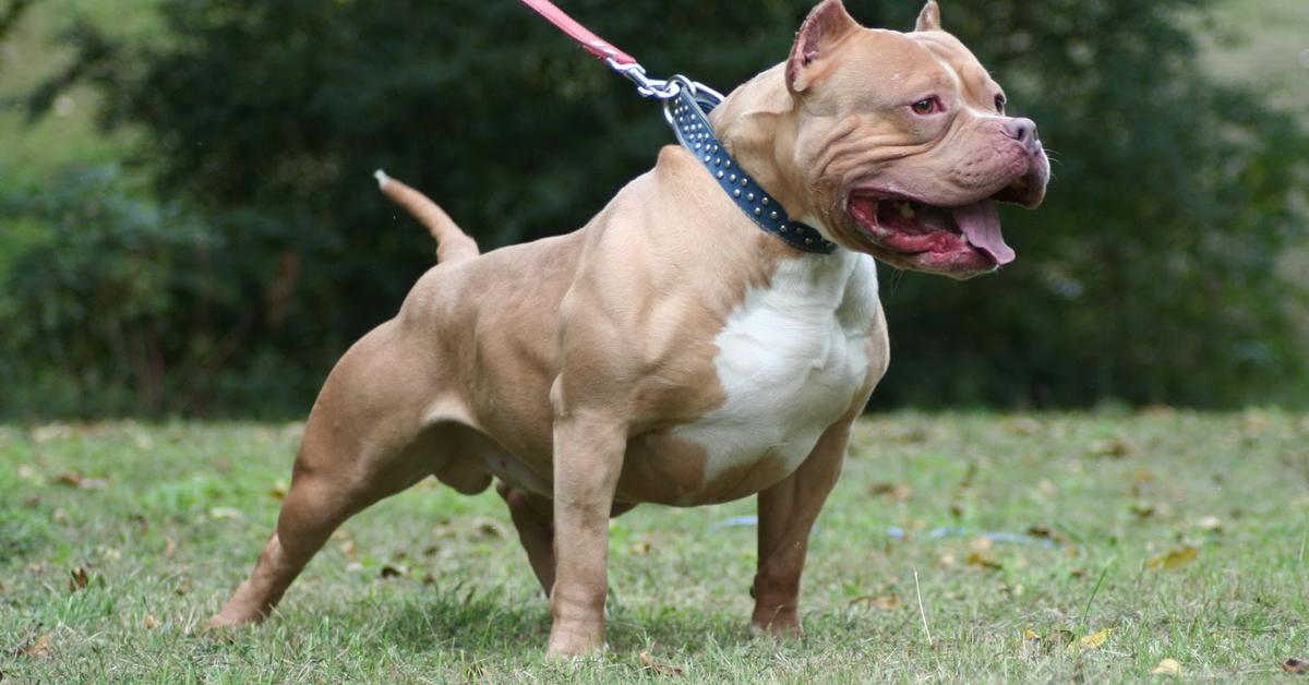 Distinctive Pit Bull, in Indonesia known as Anjing Pit Bull, captured in this image.