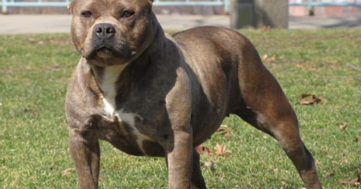 Captured beauty of the Pit Bull, or Canis lupus in the scientific world.