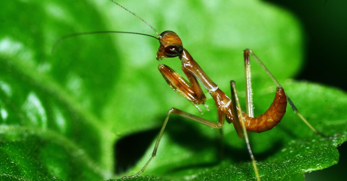 Elegant Praying Mantis in its natural habitat, called Belalang Sembah in Indonesia.