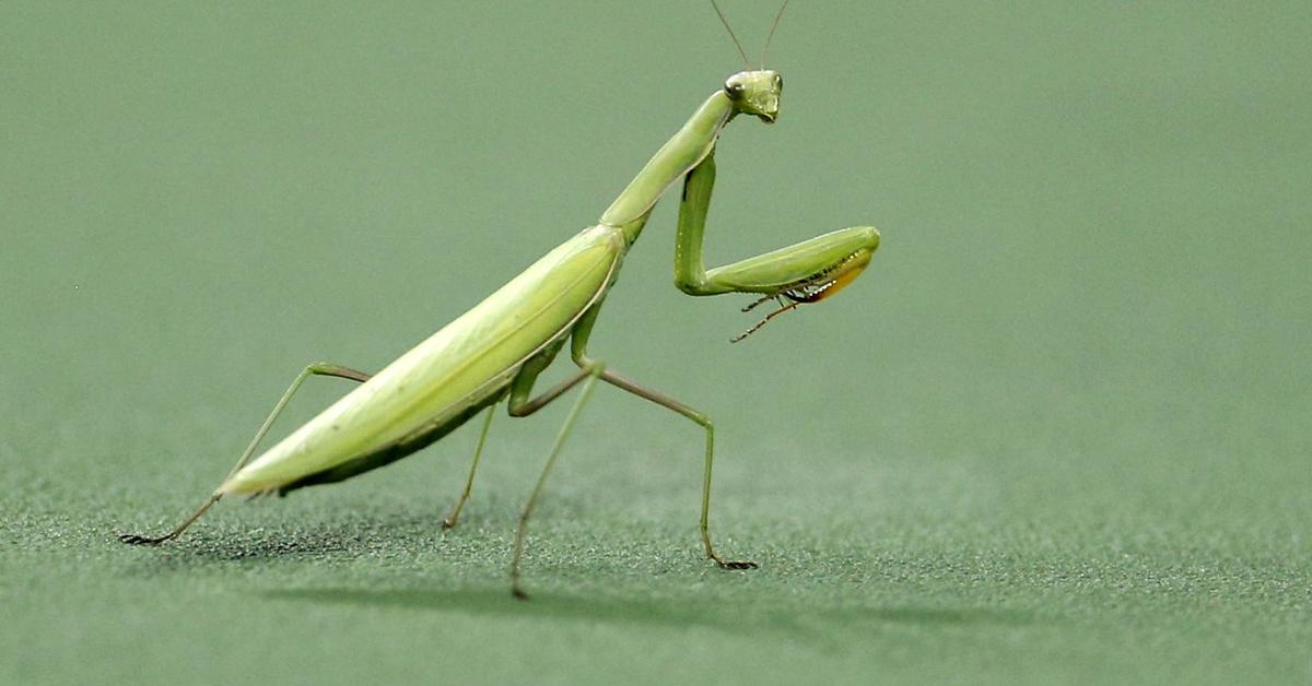 Unique portrayal of the Praying Mantis, also called Belalang Sembah in Bahasa Indonesia.