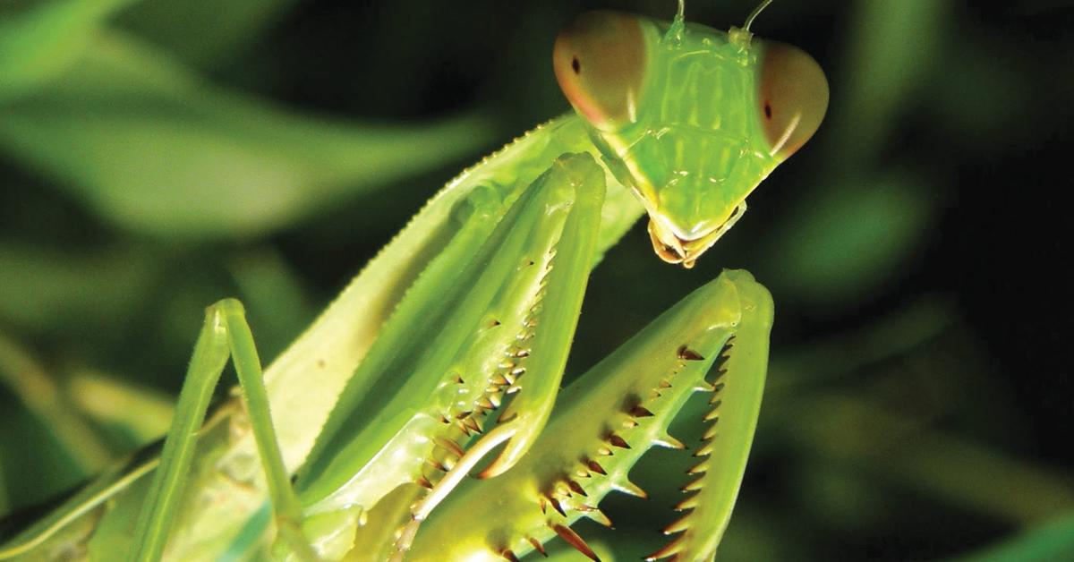 Dynamic image of the Praying Mantis, popularly known in Indonesia as Belalang Sembah.