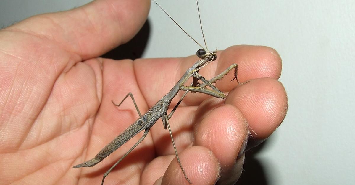 Close encounter with the Praying Mantis, scientifically called Mantidae.