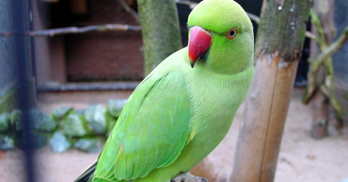 Striking appearance of the Parrot, known in scientific circles as Psittacidae.