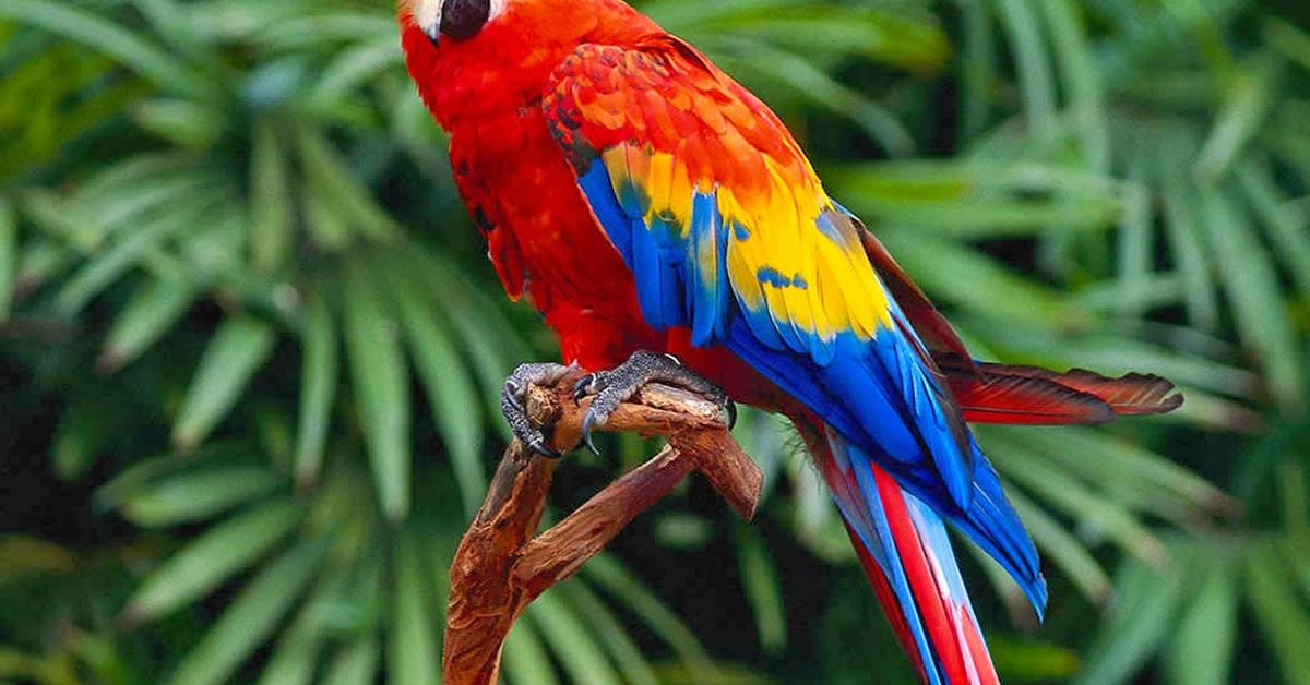 Enchanting Parrot, a species scientifically known as Psittacidae.