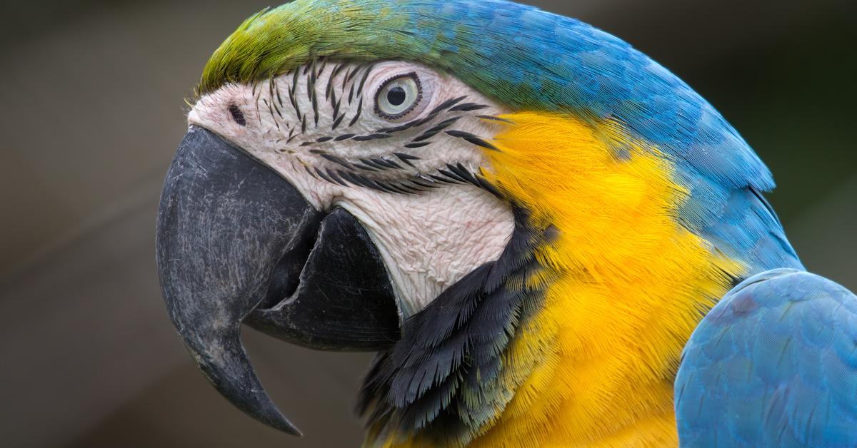 Photograph of the unique Parrot, known scientifically as Psittacidae.